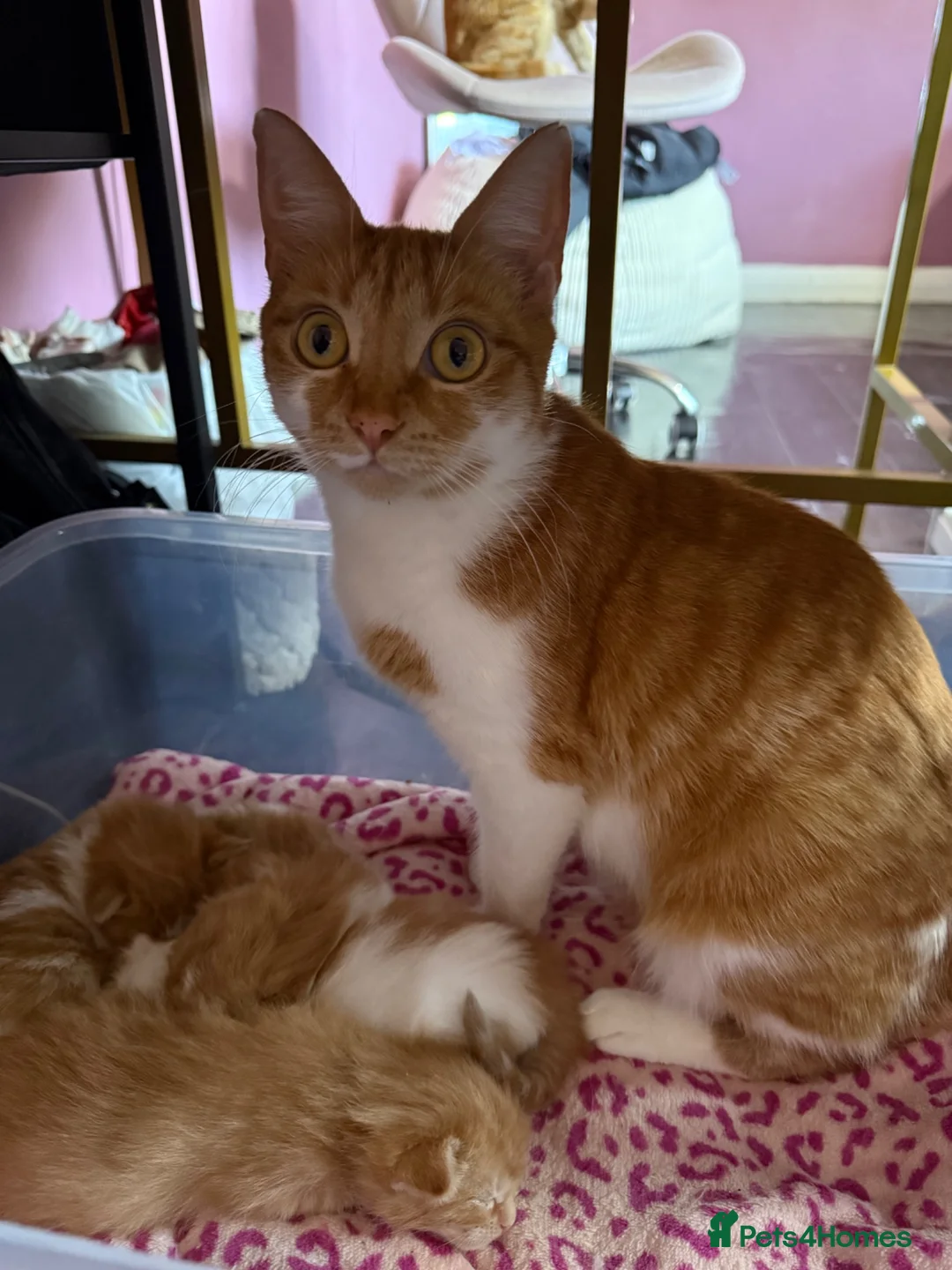 British Shorthair cats for sale: Beautiful ginger kittens  - Advert 1