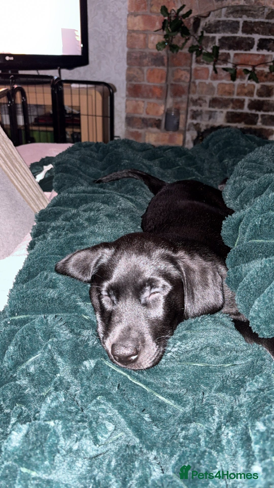 Labrador Retriever dogs for sale: Black Lab Pup - Advert 3