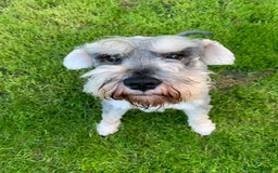 Miniature Schnauzer dogs for sale: Miniature Schnauzer pups - Image 12