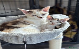 Devon Rex cats for sale: Pedigree Devons - Advert 9