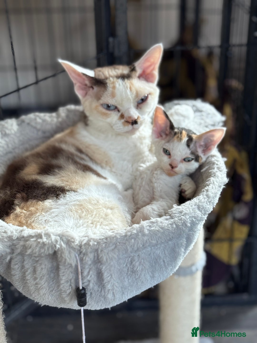 Devon Rex cats for sale: Pedigree Devons - Advert 9