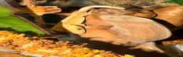 Gecko reptiles for sale: Young Crested gecko and full set up - Advert 3
