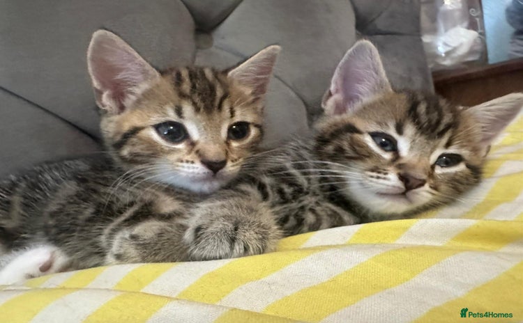 Mixed Breed cats - Advert 2