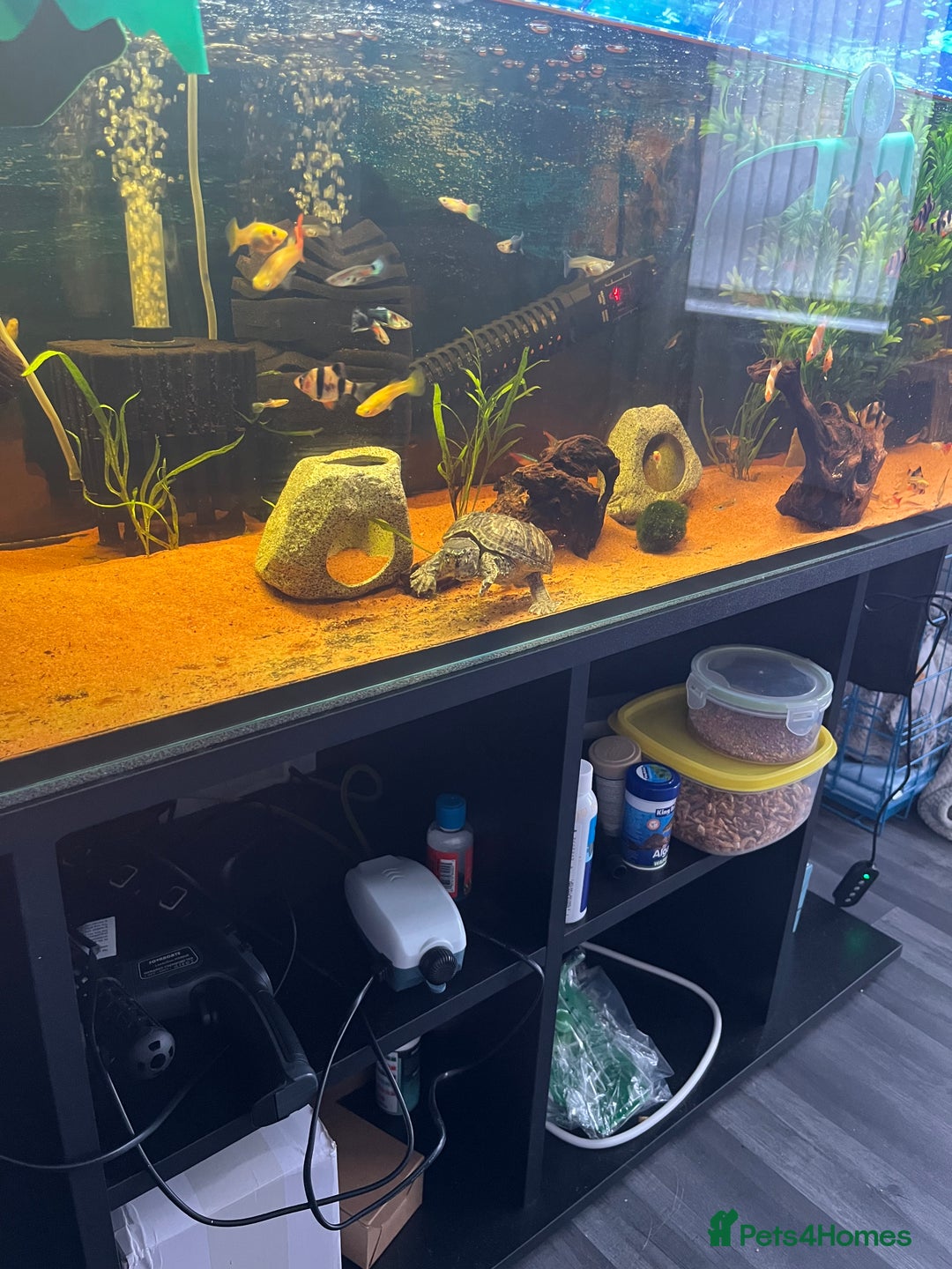 Turtle reptiles for sale: Musk turtle and full set up - Image 6