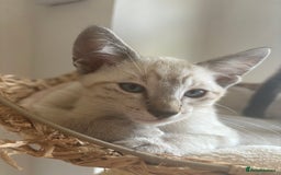 Siamese cats for sale: Playful Siamese Boys – Needs a Forever Family in Harpenden - Image 8
