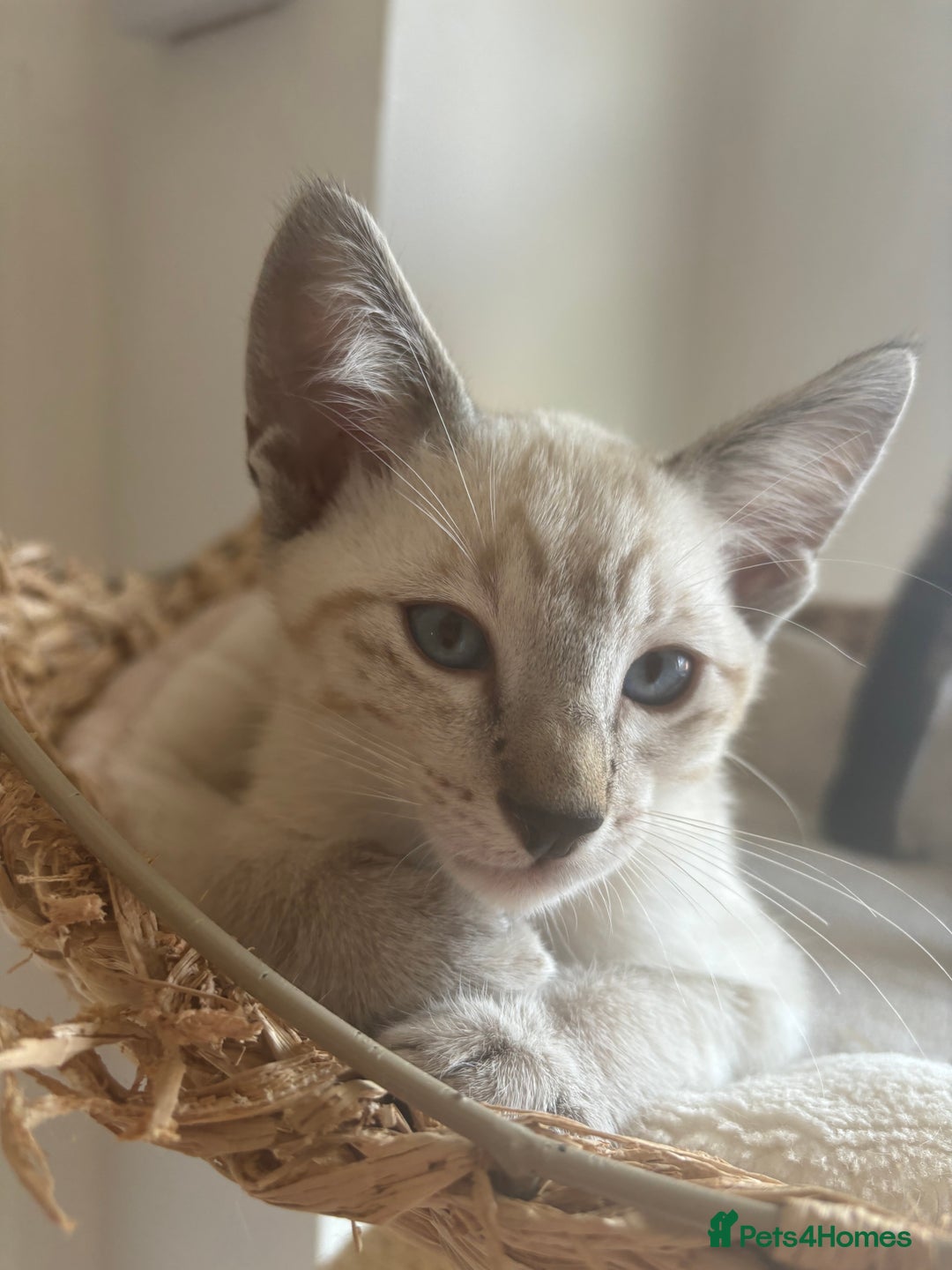 Siamese cats for sale: Playful Siamese Boys – Needs a Forever Family in Harpenden - Image 8
