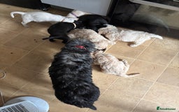 Mixed Breed dogs for sale: Jackapoo x cockapoo puppies - Image 13