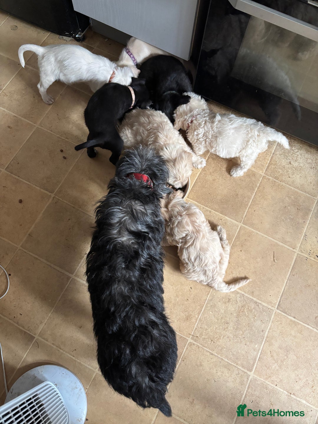 Mixed Breed dogs for sale: Jackapoo x cockapoo puppies - Image 13