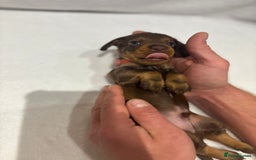 Dachshund dogs for sale: Dachshund puppies  - Image 6