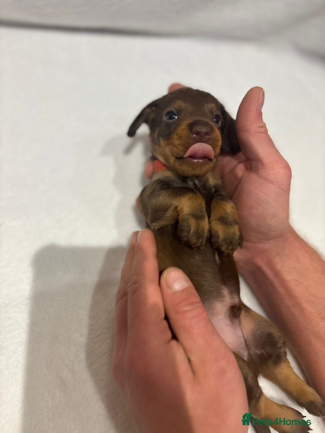 Dachshund dogs for sale: Dachshund puppies  - Image 6