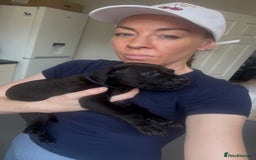 Cane Corso dogs for sale: READY REDUCED CANE CORSO - Image 7