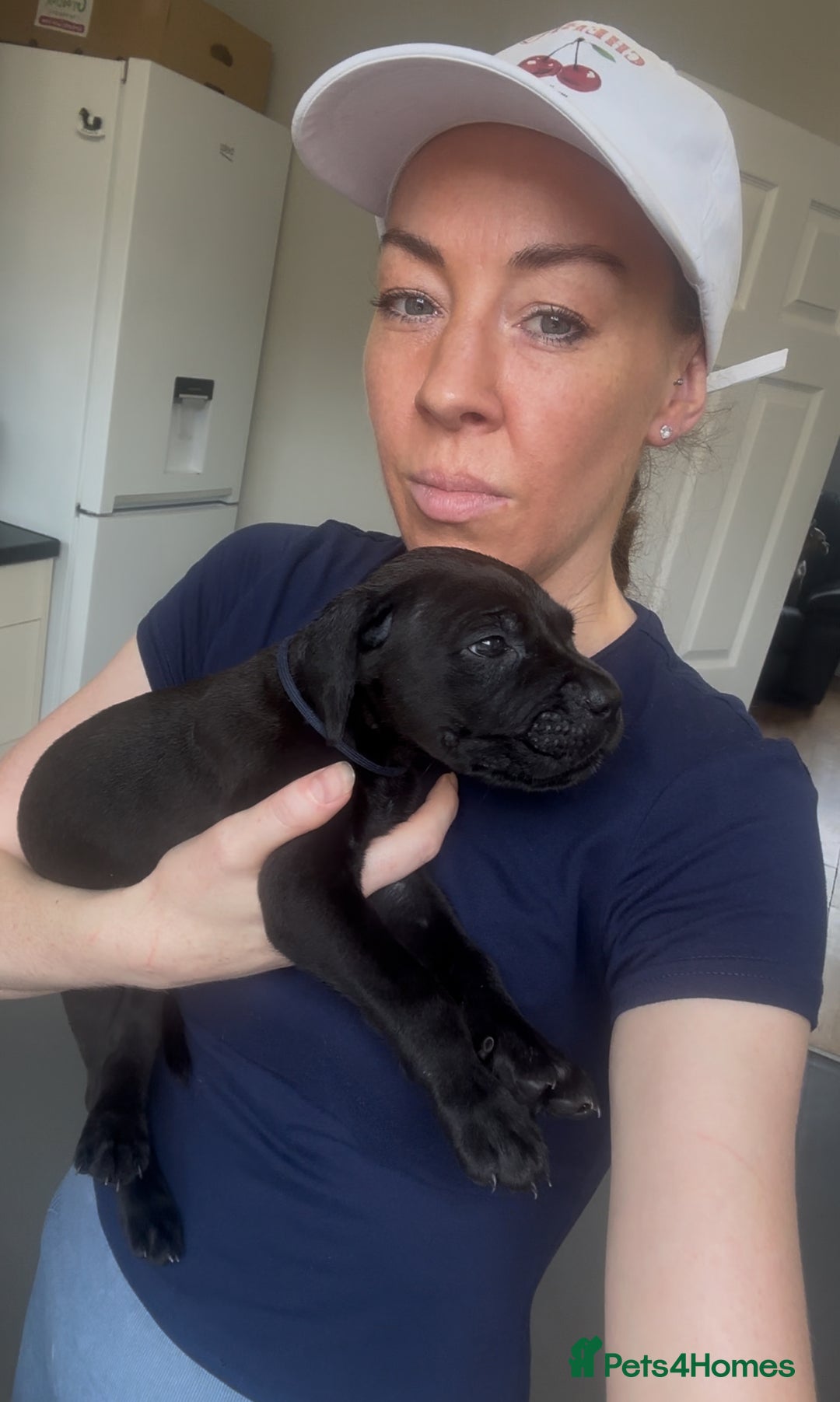 Cane Corso dogs for sale: READY REDUCED CANE CORSO - Image 7