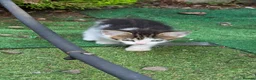 Mixed Breed cats for sale: Beatifull cittens - Advert 2