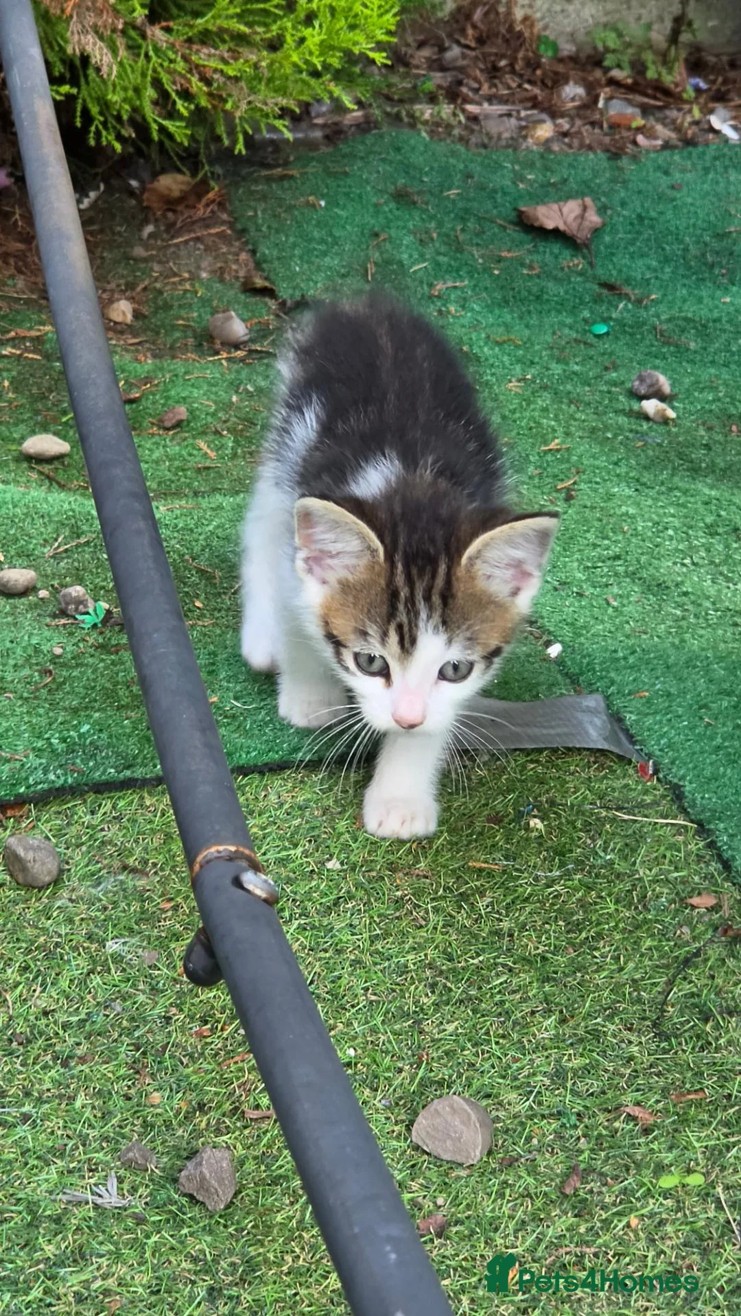 Mixed Breed cats for sale: Beatifull cittens - Advert 2