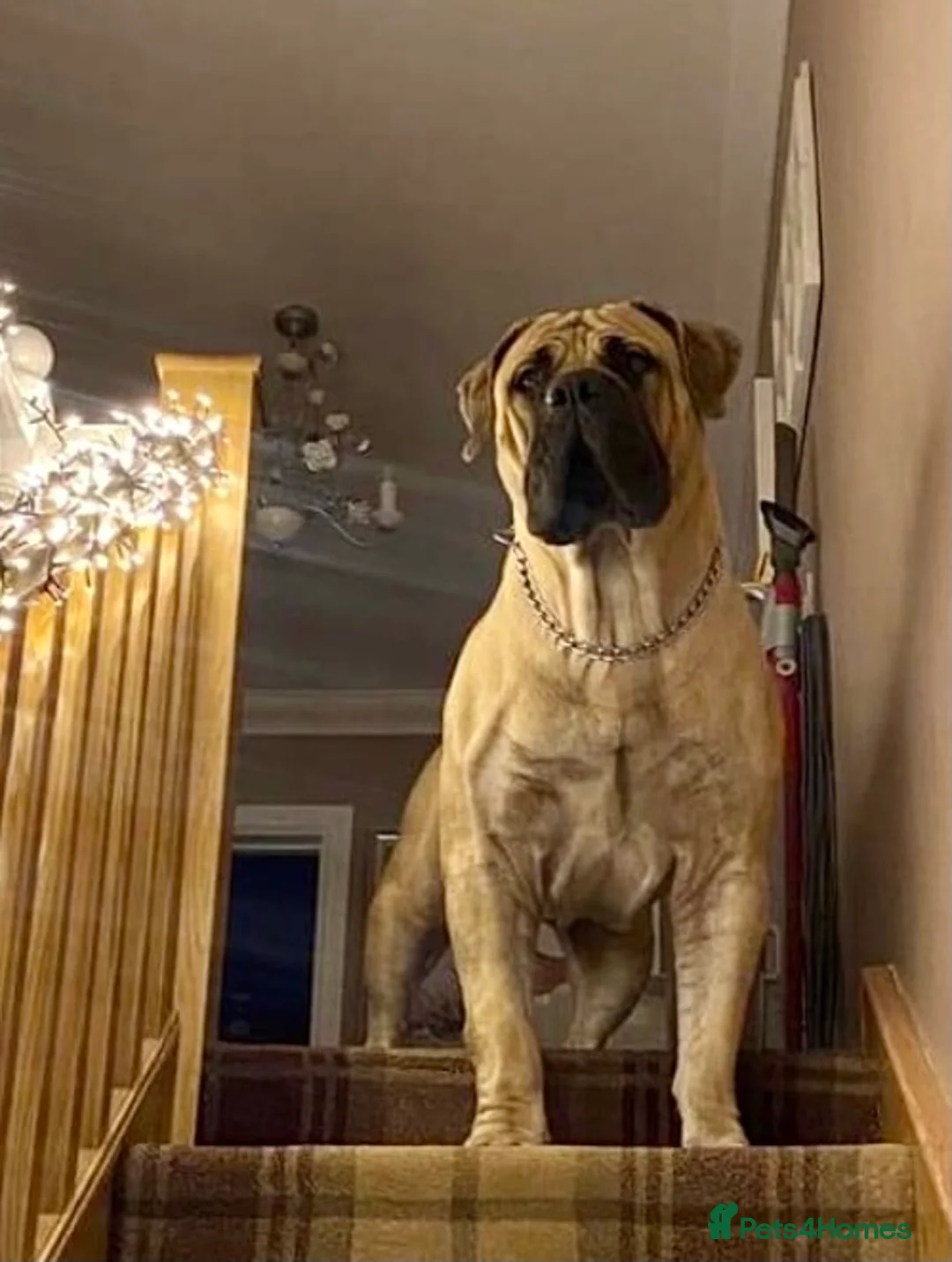 Gallery Image {{count}}