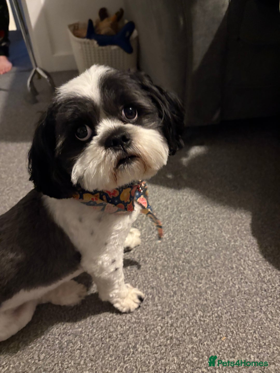 Mixed Breed dogs for sale: 5 health tested chihuahua x Lhasa female puppies - Advert 7