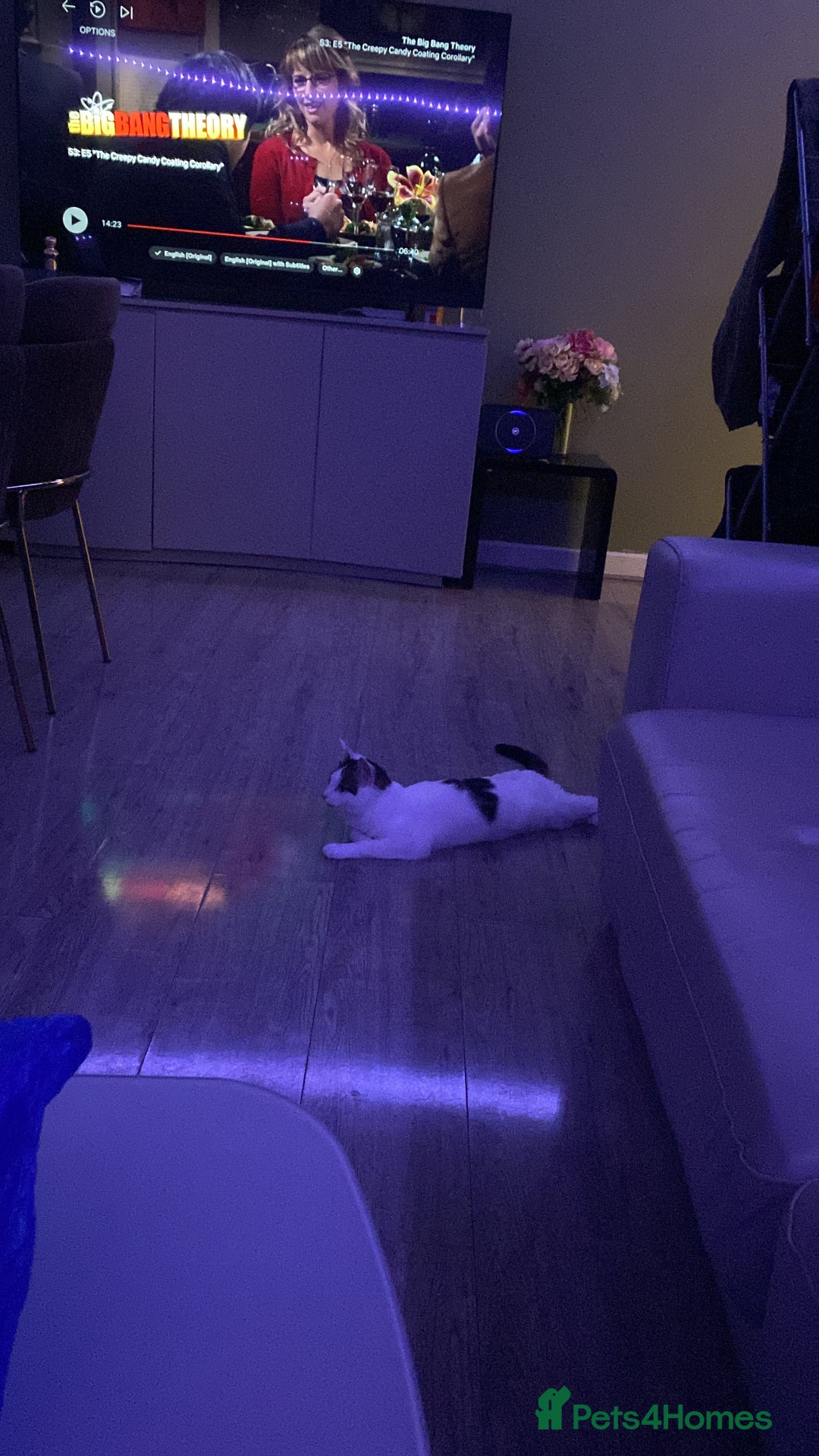 Mixed Breed cats for sale: Beautiful cat half breed (female) - Advert 5