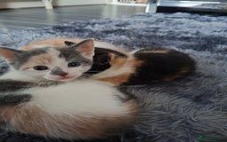 Mixed Breed cats for sale: Beautiful fluffy kittens for sale - Image 8