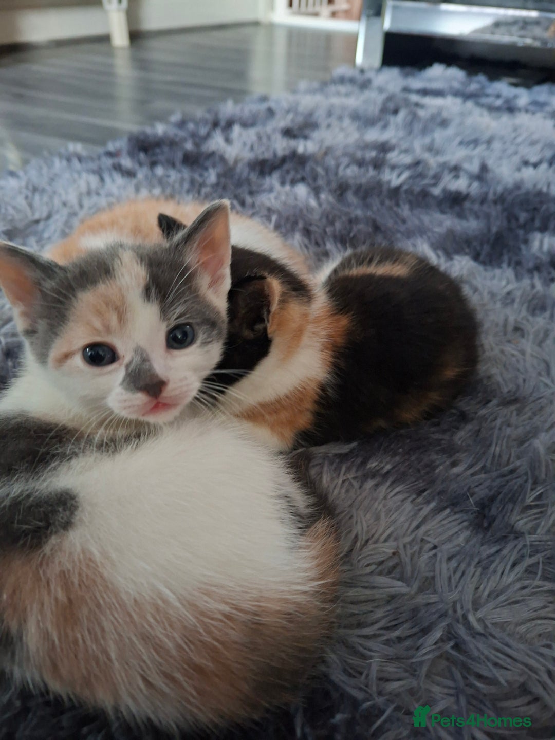 Mixed Breed cats for sale: Beautiful fluffy kittens for sale - Image 8
