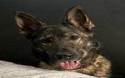 German Shepherd dogs for sale: Stunning German Shepard Litter Only 4 girls left - Image 36