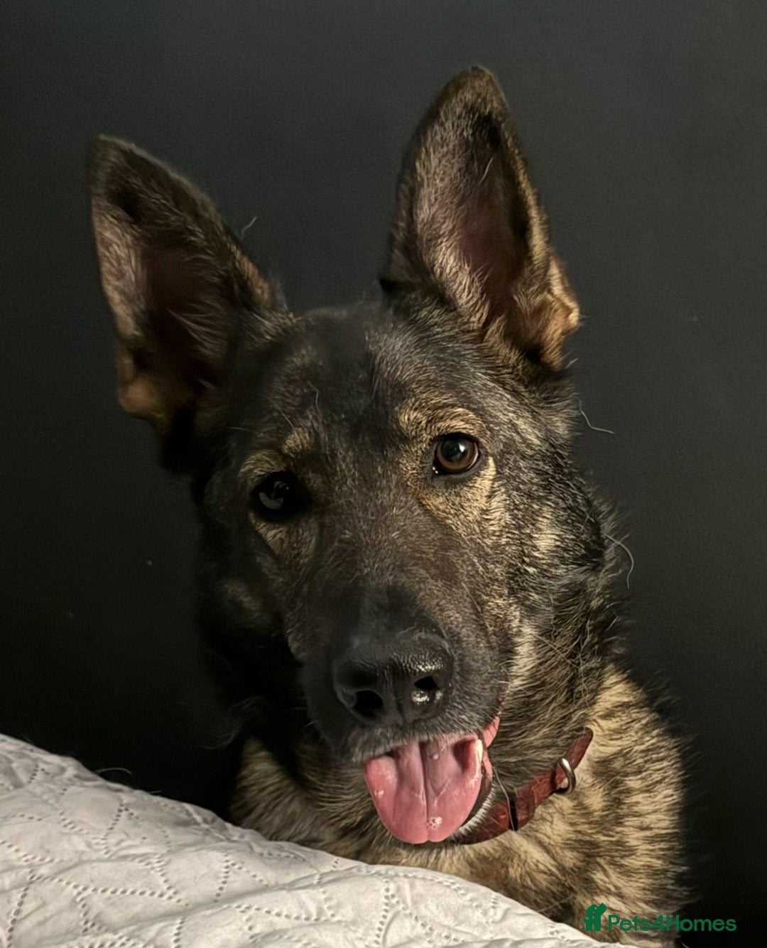 German Shepherd dogs for sale: Stunning German Shepard Litter Only 4 girls left - Image 36