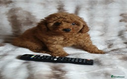 Toy Poodle dogs for sale: KC red Toy Poodle, DNA tested, champion bloodline - Image 9
