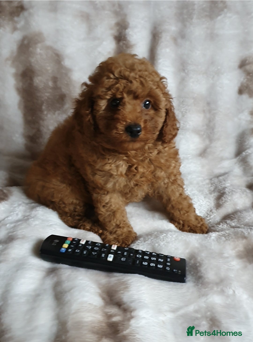 Toy Poodle dogs for sale: KC red Toy Poodle, DNA tested, champion bloodline - Image 9