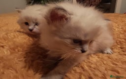 Siberian cats for sale: GCCF TICA 5 generations - Image 6