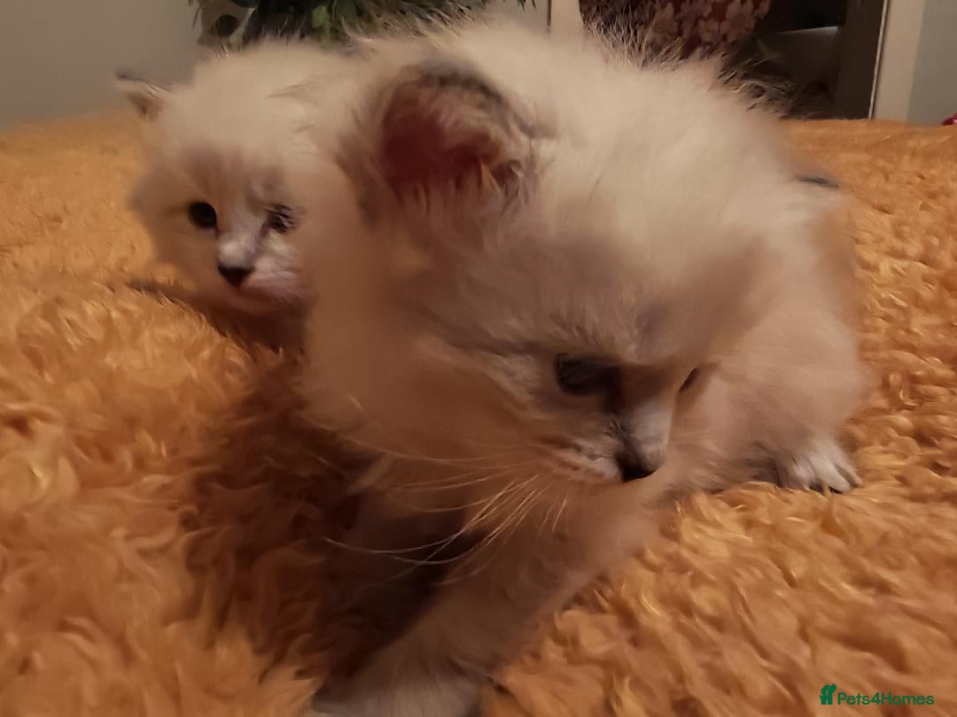 Siberian cats for sale: GCCF TICA 5 generations - Image 6
