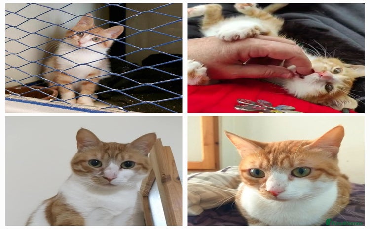 Mixed Breed cats - Advert 9