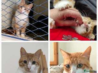 Mixed Breed cats - Advert 9