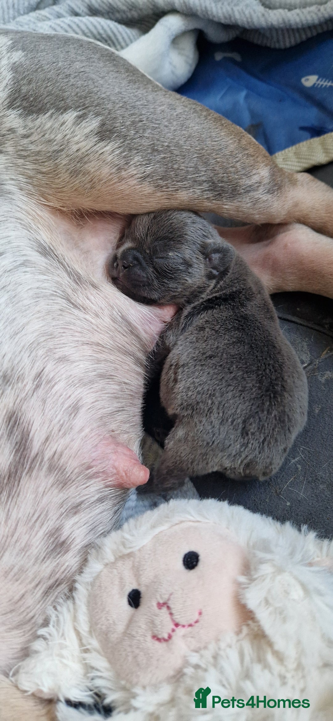 French Bulldog dogs for sale: #Reduced# True miniature French Bulldog - Image 15