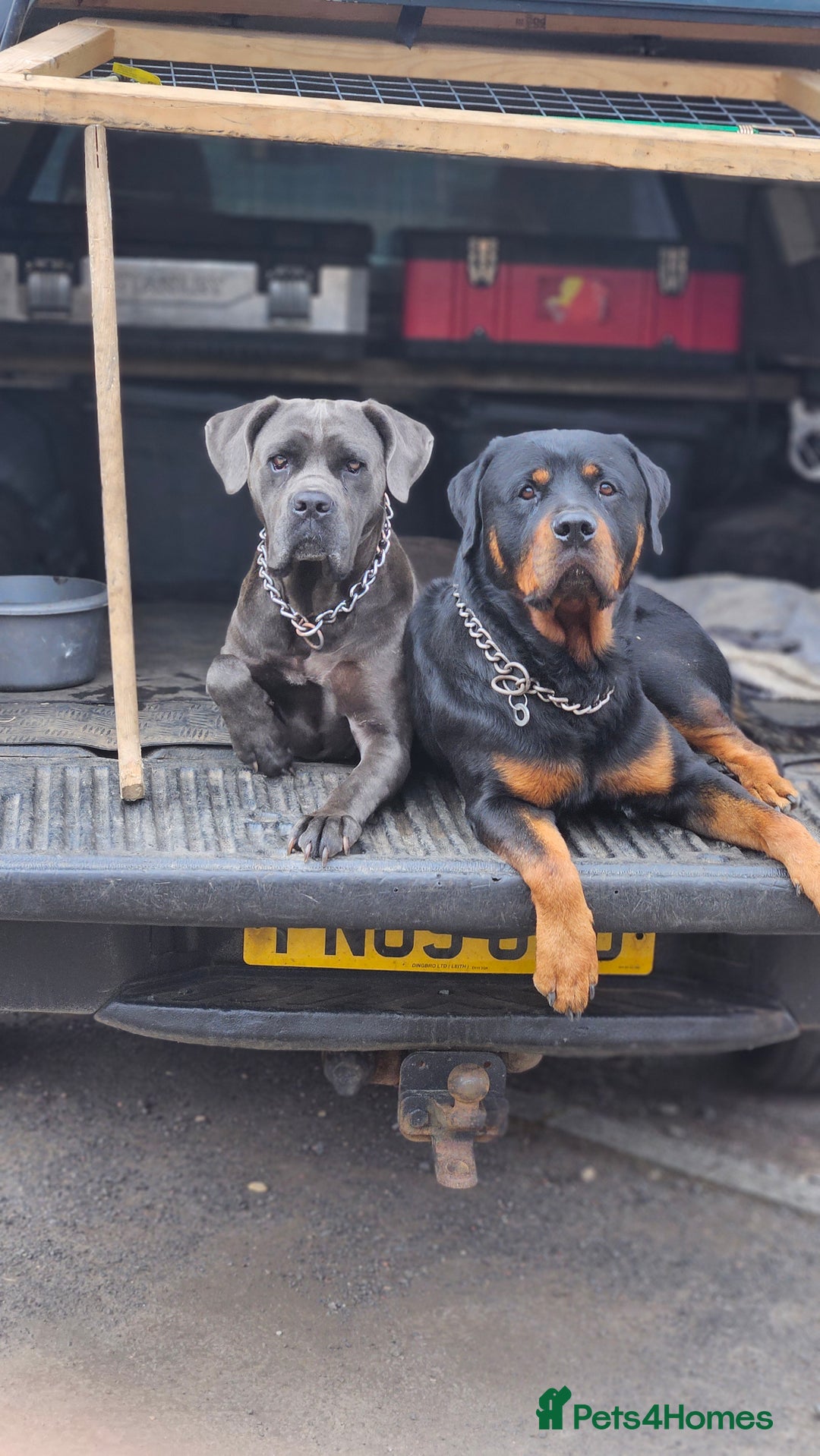 Mixed Breed dogs for sale: CaneWeiler Pupps - Advert 2