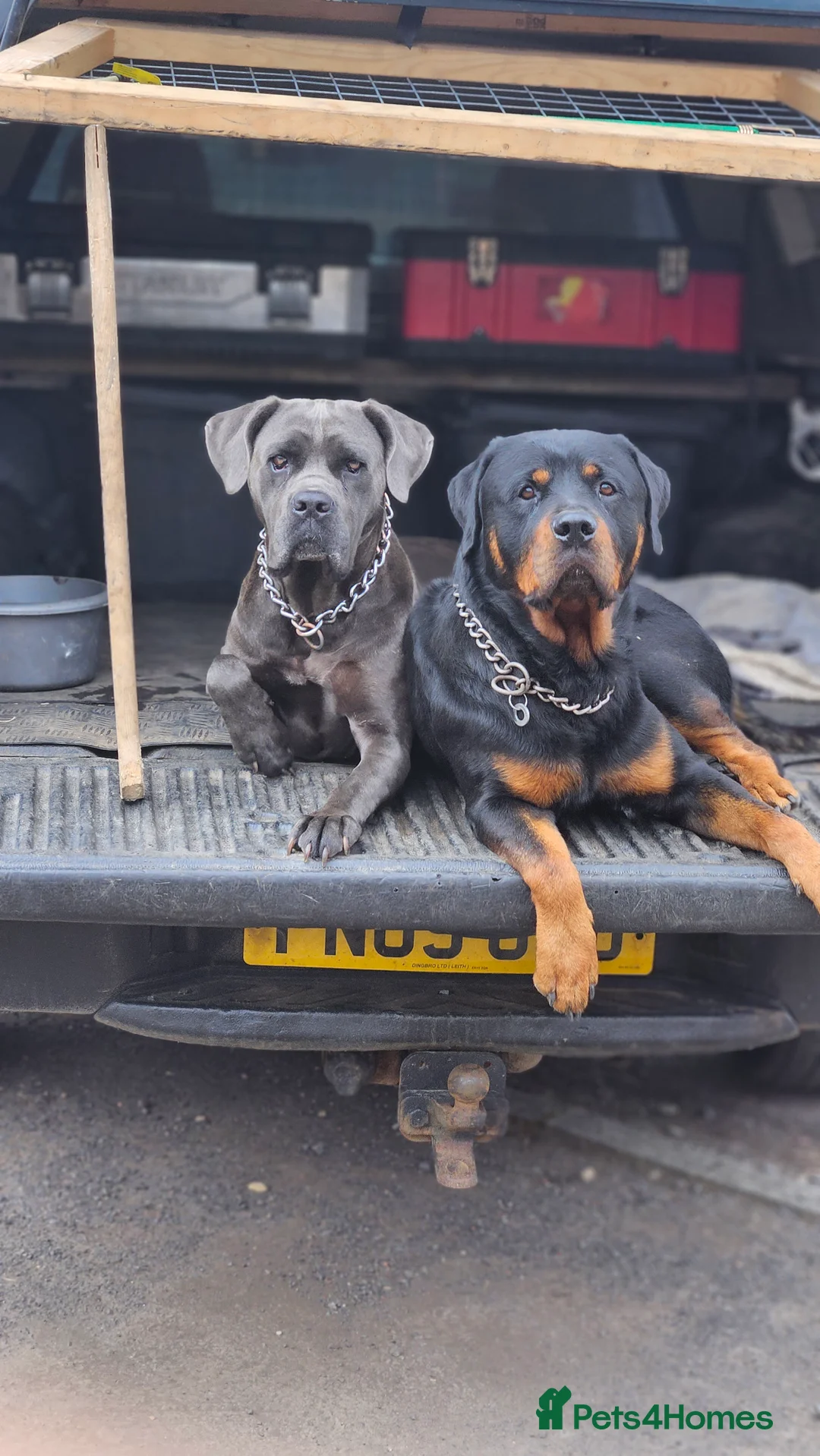 Mixed Breed dogs for sale: CaneWeiler Pupps - Advert 2