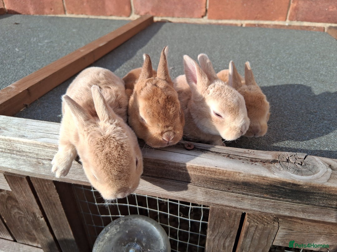 Mixed Breed rabbits for sale: Rabbits, guinea pigs and gerbil  - Image 9