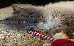 Ragdoll cats for sale: Ragdoll kittens  - Image 8