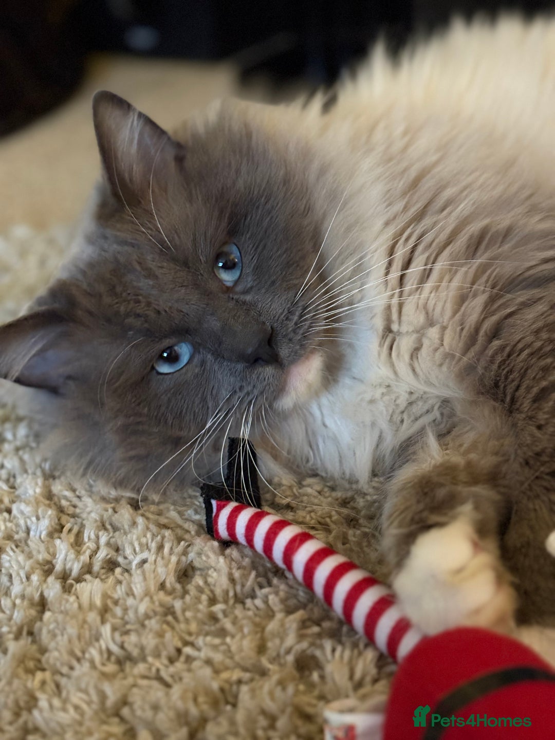 Ragdoll cats for sale: Ragdoll kittens  - Image 8