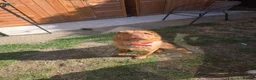 Shar Pei dogs for sale: Bear coat shar pei in Ripon - Advert 3