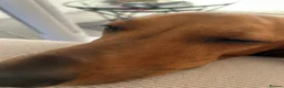Dachshund dogs for sale: Vinnie  - Advert 8