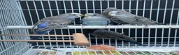 Budgerigars birds for sale: Beautiful budgies mutation job lot  - Advert 15