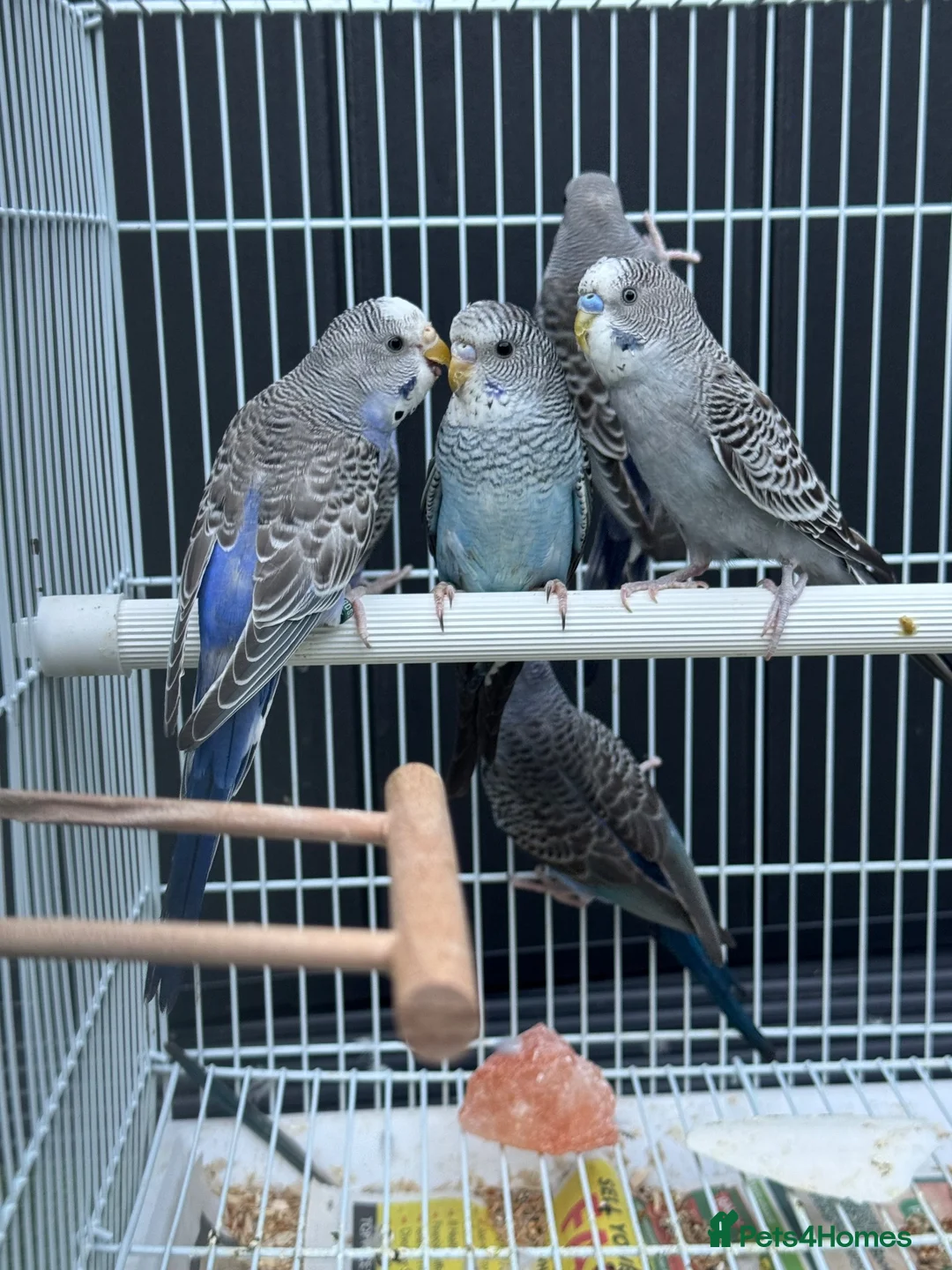 Budgerigars birds for sale: Beautiful budgies mutation job lot  - Advert 15