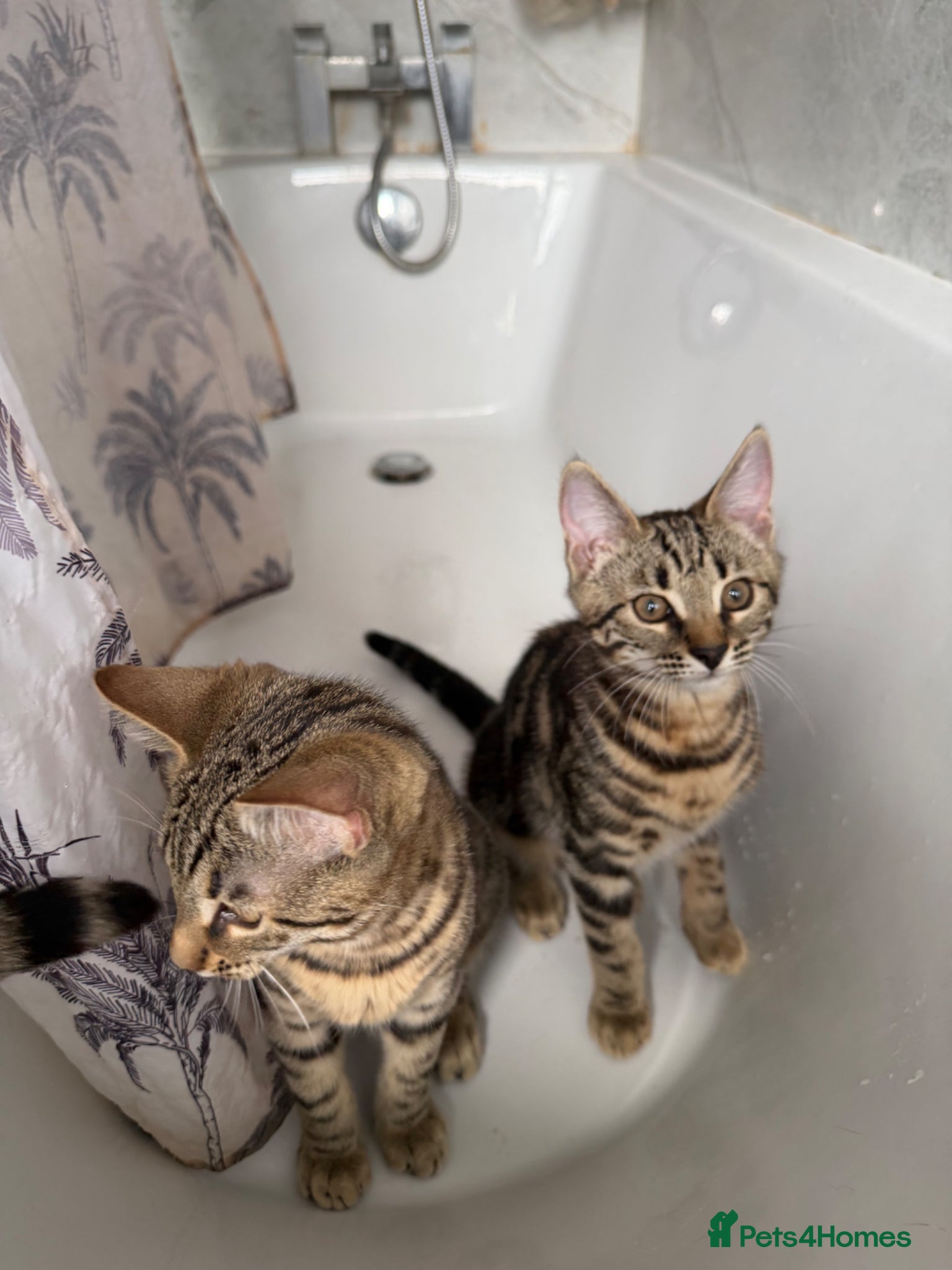 Mixed Breed cats for sale: BENGAL MIX KITTENS 4 SALE SOUTH LONDON - Advert 4