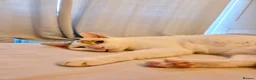 Mixed Breed cats for adoption: Male Rescue Cat for Adoption - Advert 8