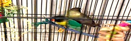 Lovebirds birds for sale: Two male black masked lovebirds  in Loughborough - Advert 3