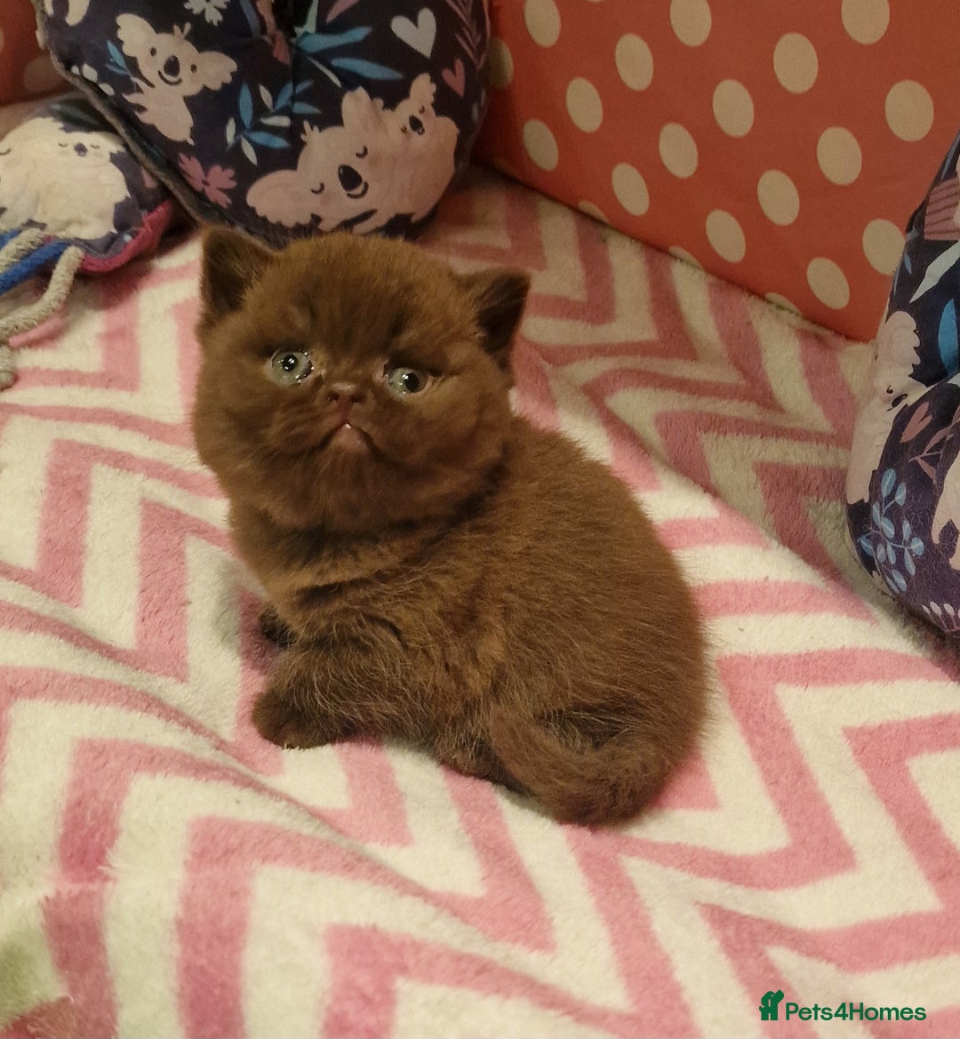 British Shorthair cats for sale: Tica registered British Shorthair kittens Champion - Image 20