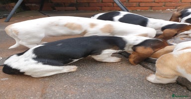Basset Hound dogs - Advert 2
