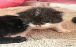 Mixed Breed cats for sale: Beautiful kittens ready now - Image 2