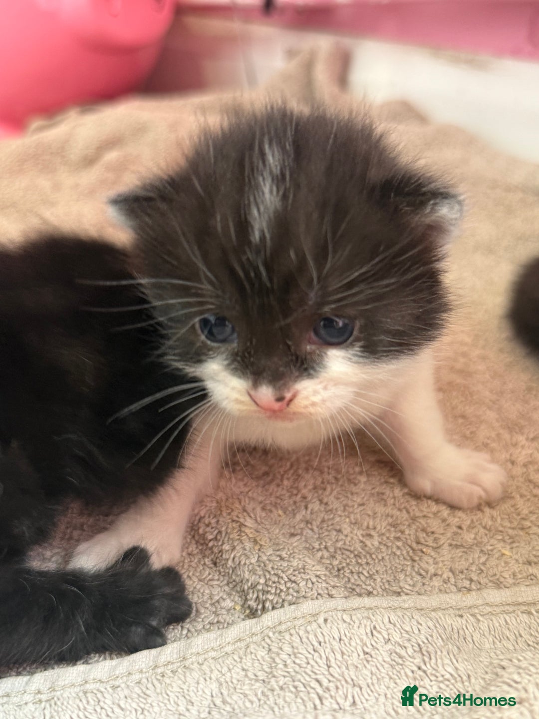Mixed Breed cats for sale: Beautiful kittens ready now - Image 2