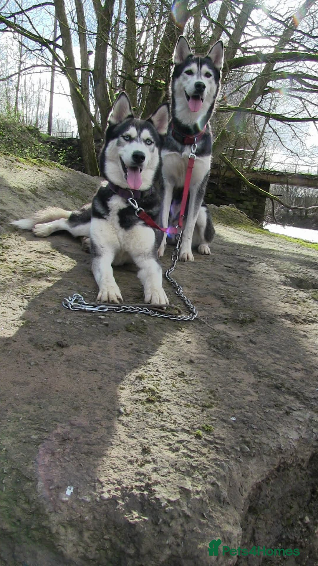 Siberian Husky dogs for sale: 💔 Urgent! Husky Duo (FREE Adoption) 💔 - Advert 3