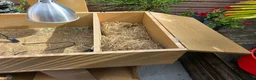 Tortoise reptiles for sale: Adult male horsefield tortoise and set up - Advert 4